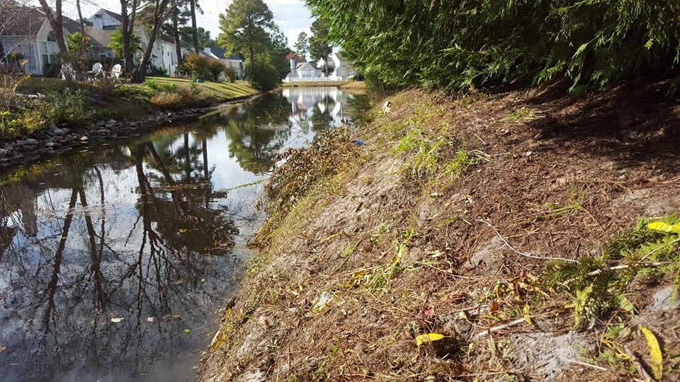 Remove brush and trimming trees on pond bank in Carolina Forest,SC29579