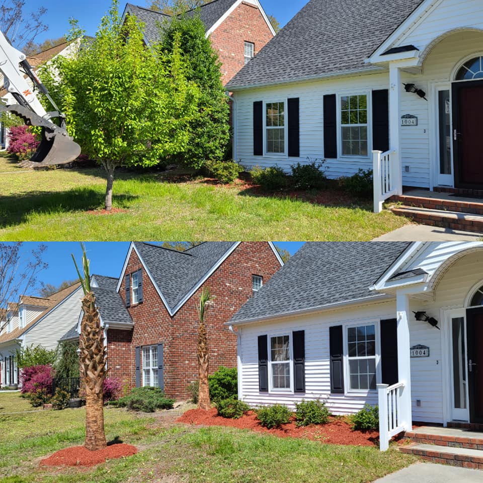 Remove shrubs and installed Sabal Palms in North Myrtle Beach, SC 29582