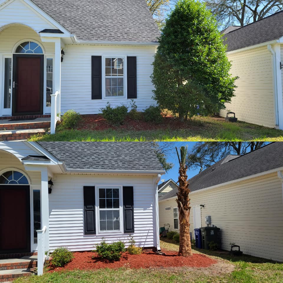 Remove shrubs and installed Sabal Palms in North Myrtle Beach, SC 29582