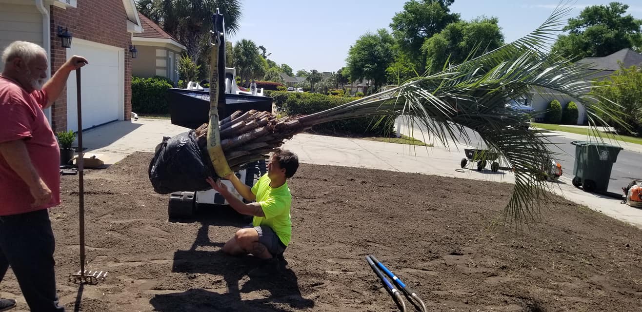 Installed 1 Pindo palm in North Myrtle Beach,SC 29597