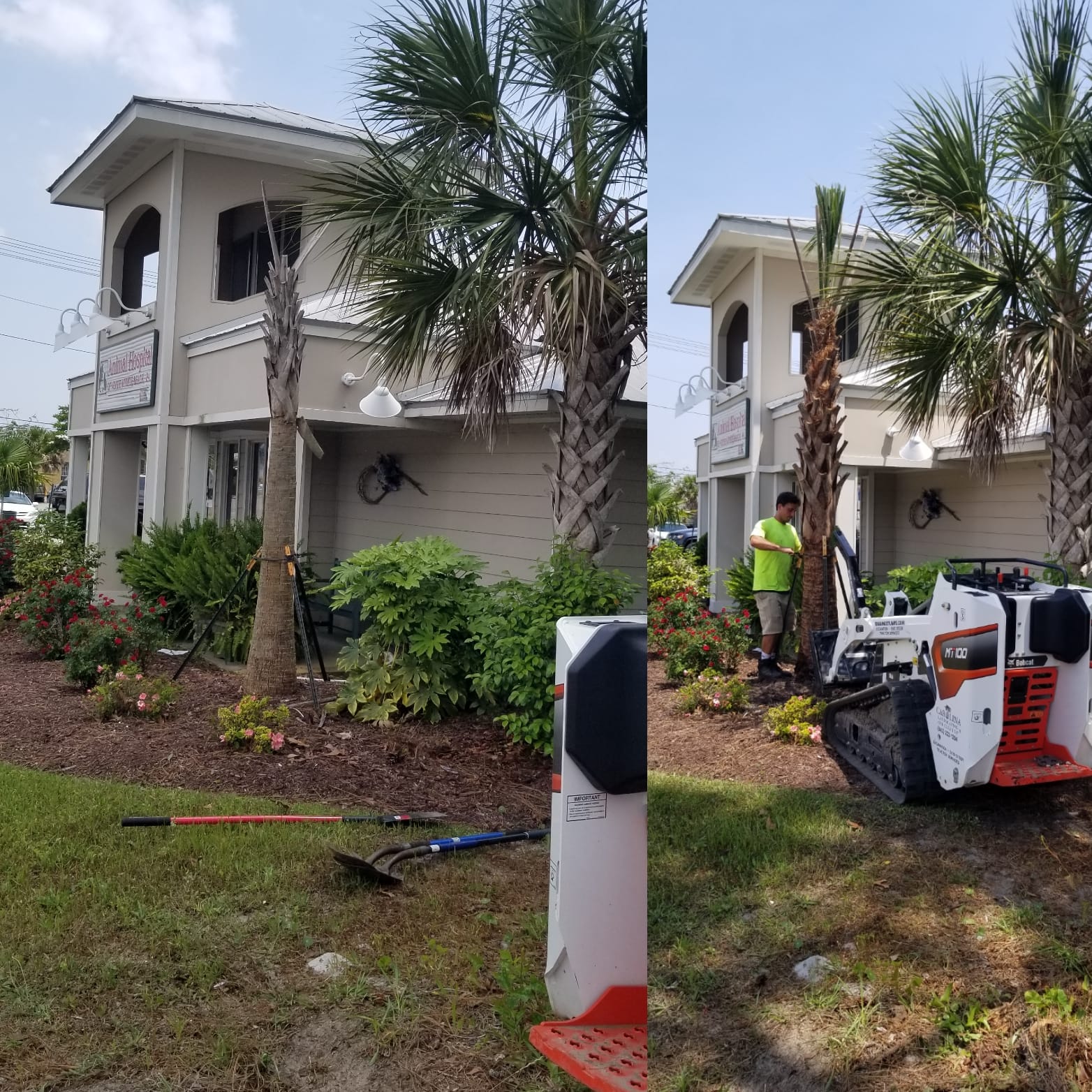 Removed 1 dead Sabal and installed 1 new Sabal in North Myrtle Beach,SC 29597