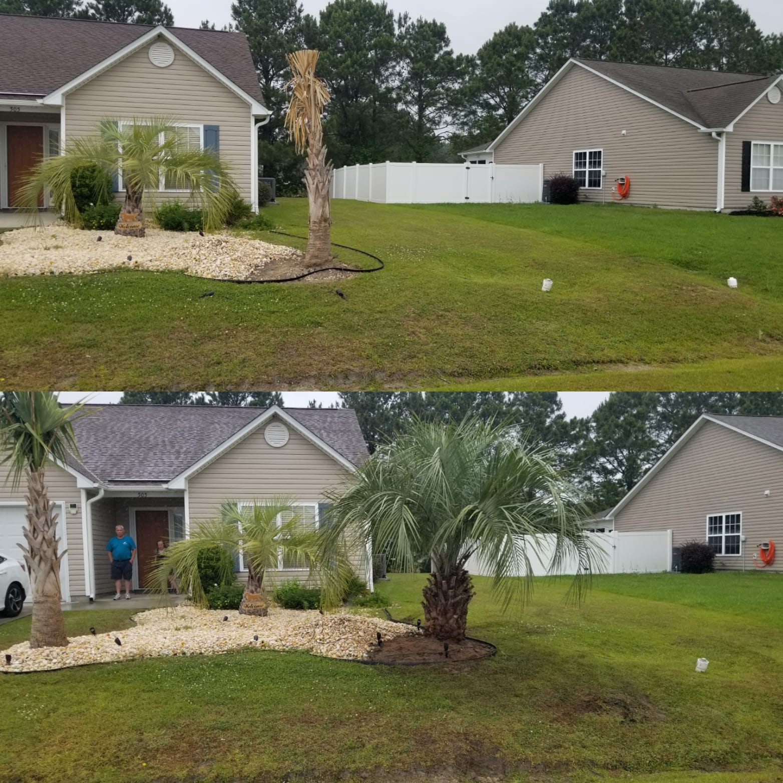 Removed 1 dead Sabal and installed 1 new Pindo in Little River,SC 29566