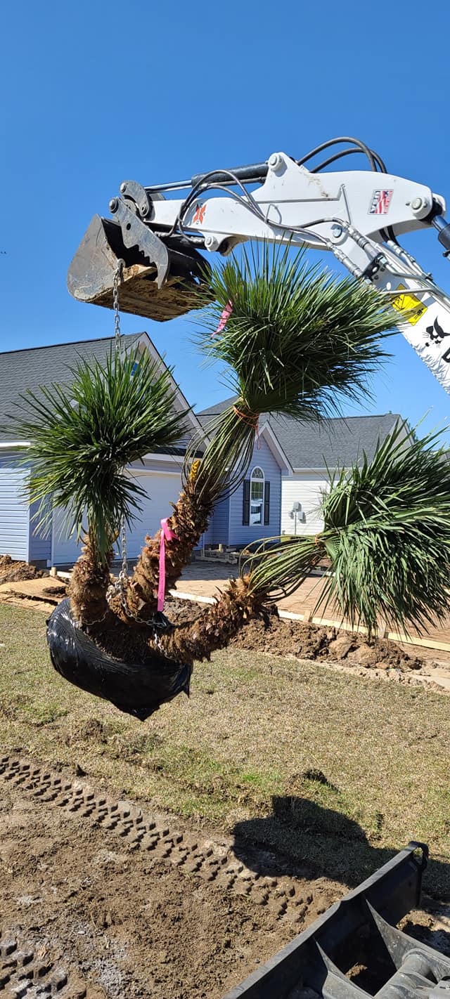 Installed 2 Sabals and 1 European Palm in Longs, SC 29568