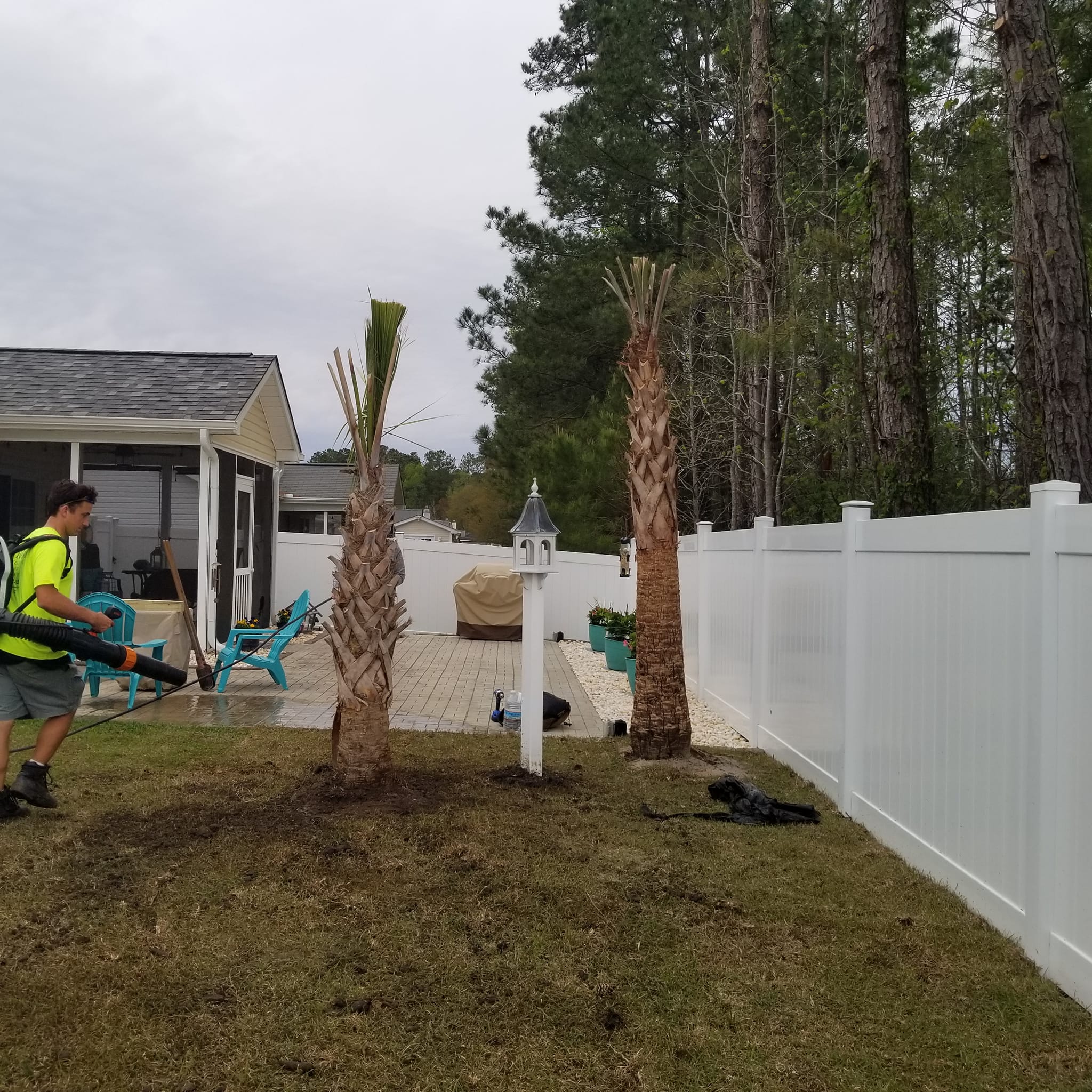 Installed 1 Sago palm then she wanted a second one in Longs, SC 29568