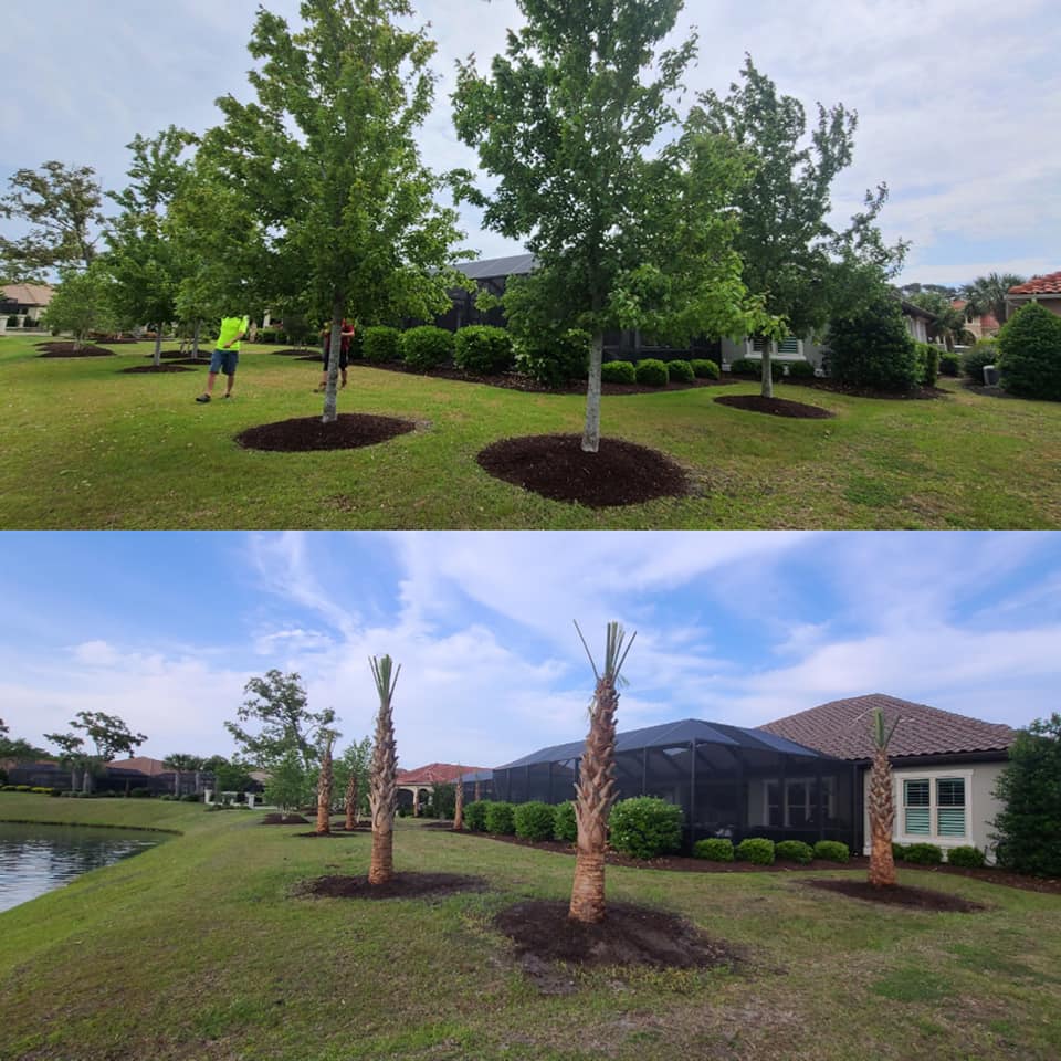 Removed Maples and Install Palm trees in Grande Dunes Myrtle Beach, SC 29579