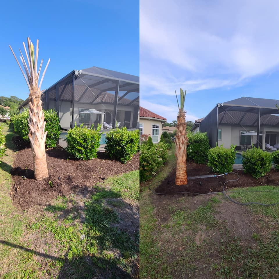 Removed dead Palms and installed new Palms in Grande Dunes Myrtle Beach, SC 29579