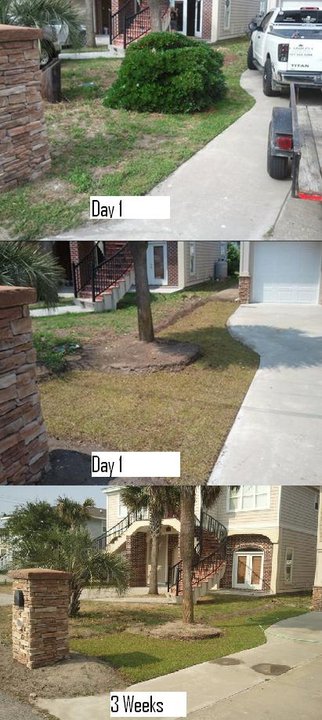 SOD replacement Cherry Grove