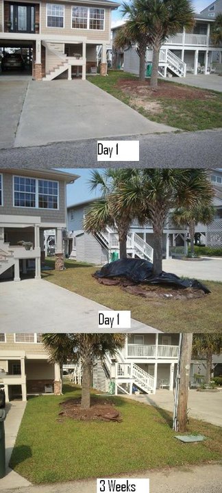 SOD replacement Cherry Grove
