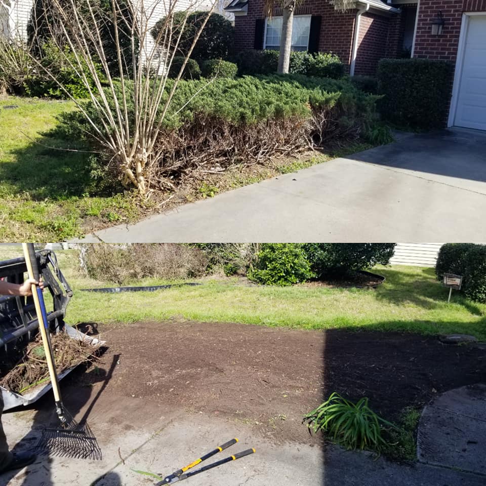 Carolina Forest, SC we removed old over grown ground cover