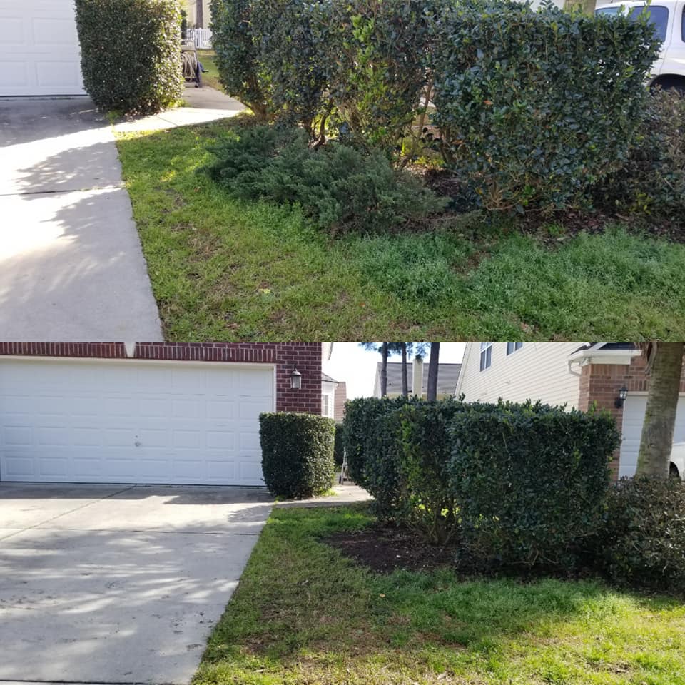 Carolina Forest, SC we removed old over grown ground cover