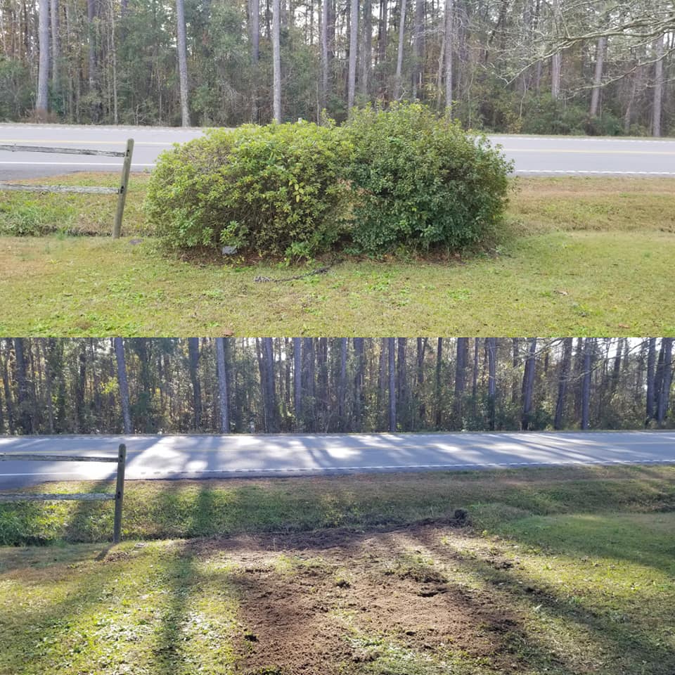 Remove shrubs in Longs,SC 29568