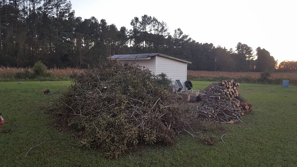 Longs, removed tree that fell from hurricane