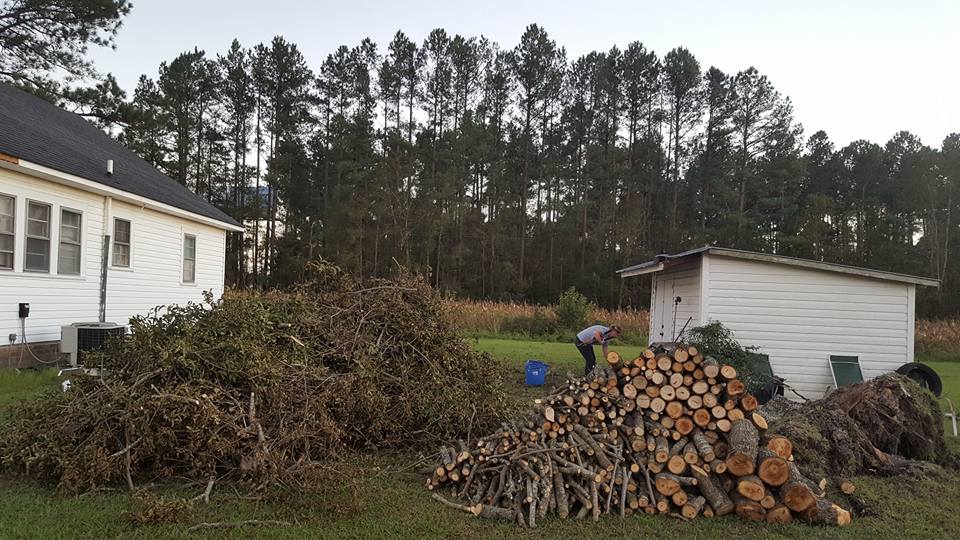 Longs, removed tree that fell from hurricane
