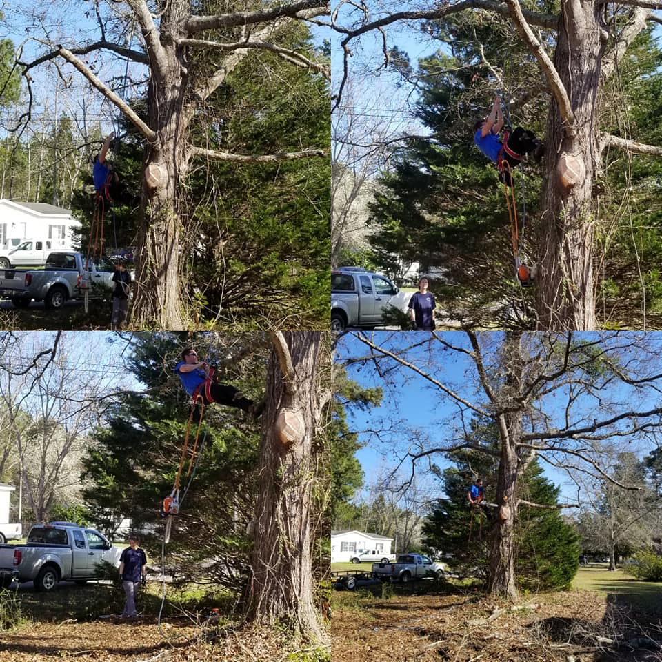 Little River, Tree climbing and tree removal