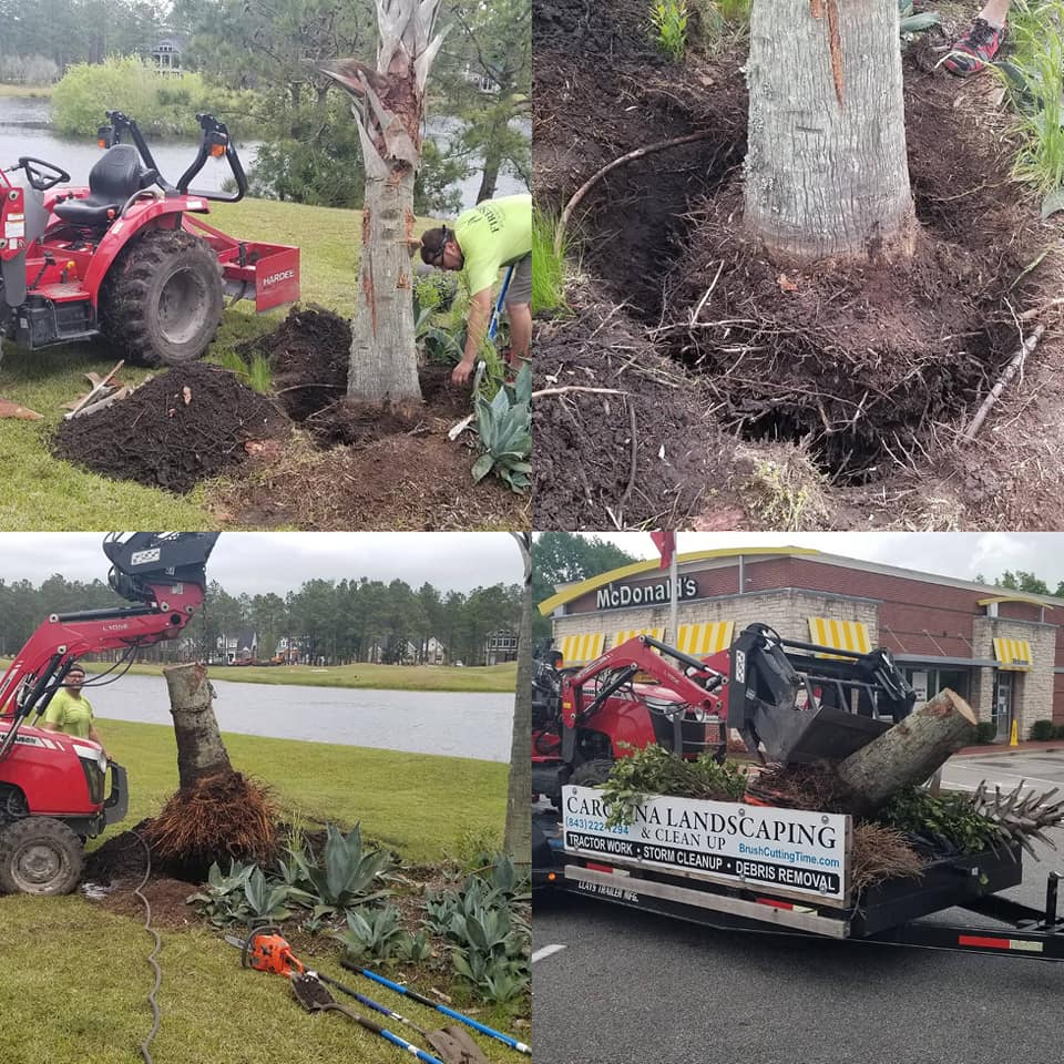 Palm tree removal and bush removal in Ocean Isle Beach, NC