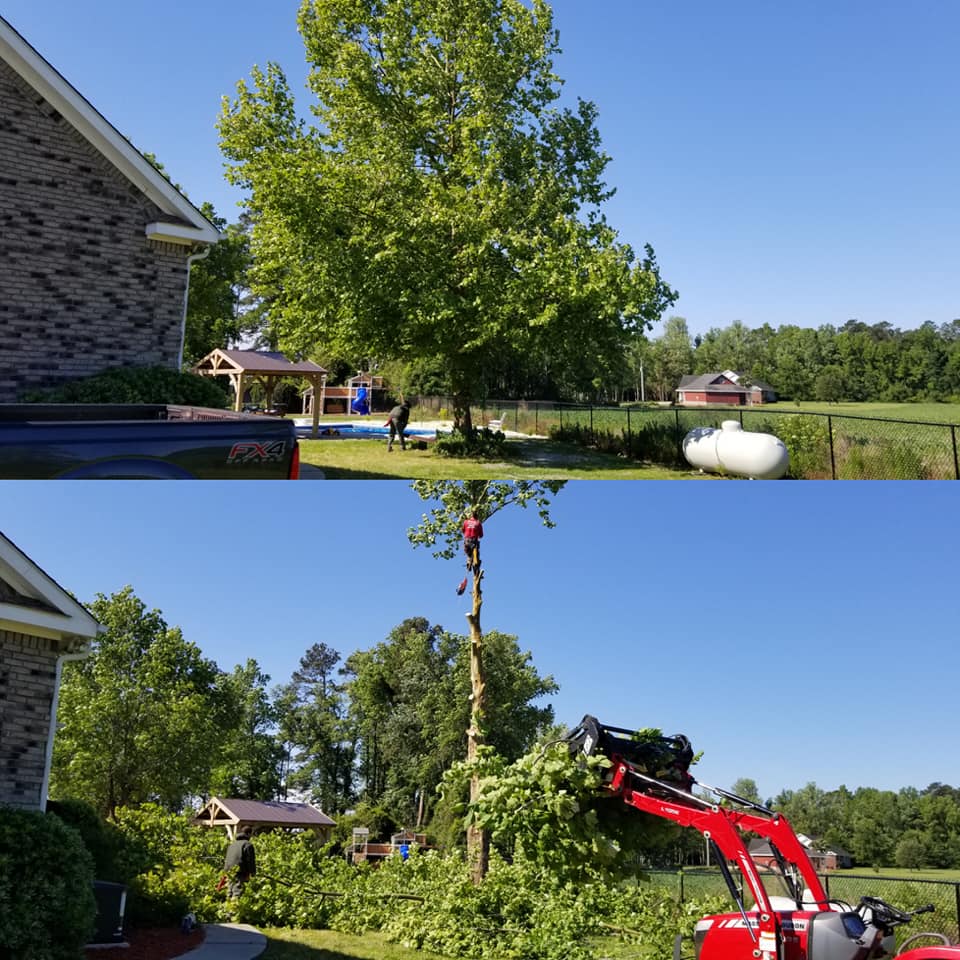 Tree removal near pool in Loris, SC 29569
