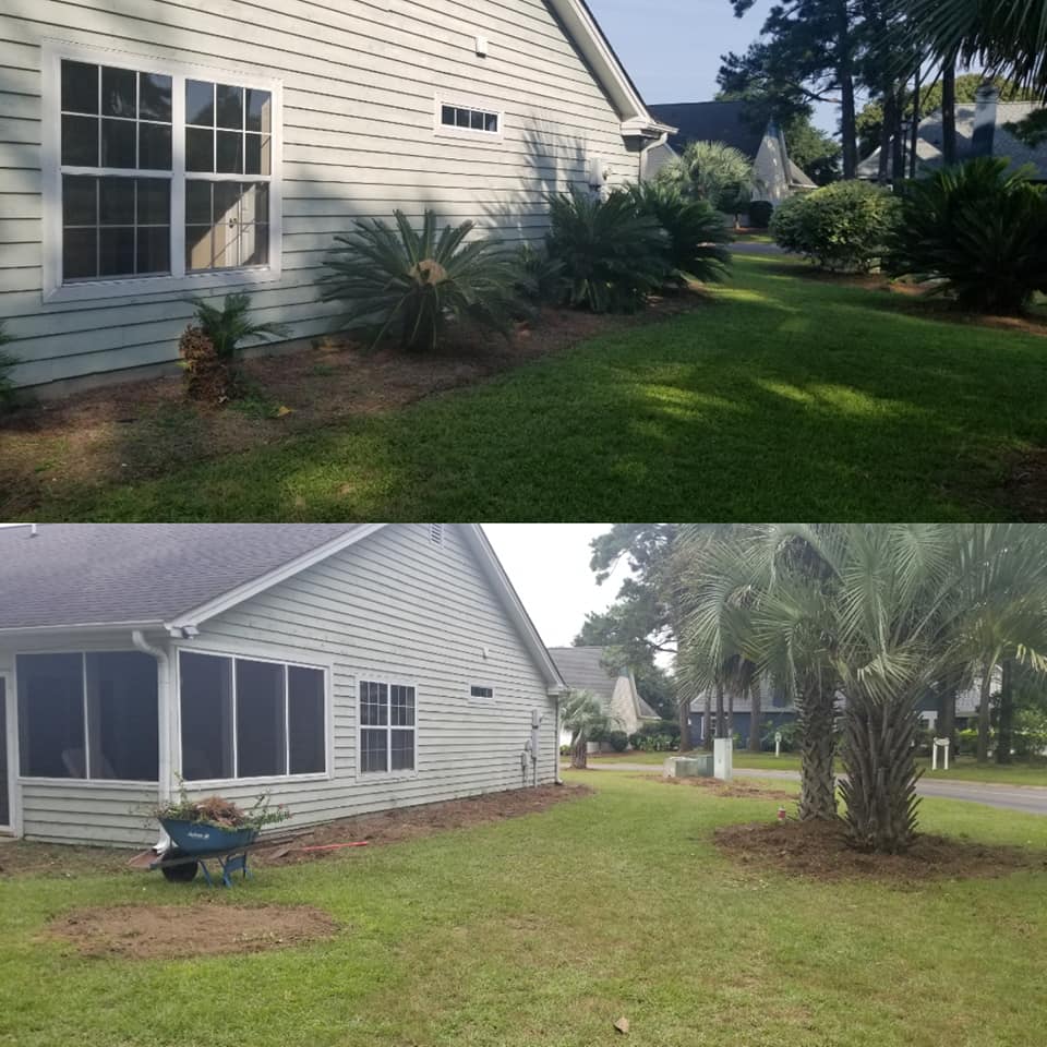 Remove Palm Trees, Crepe Myrtle and Shrubs in Litle River, SC 29566
