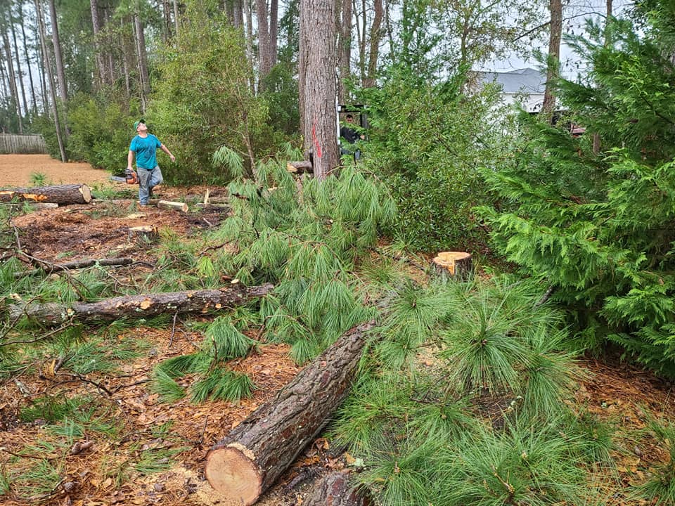 Remove trees Little River,SC 29566