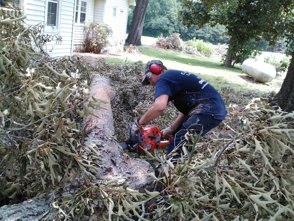 Loris, large Oak branch fell and needed cutting up