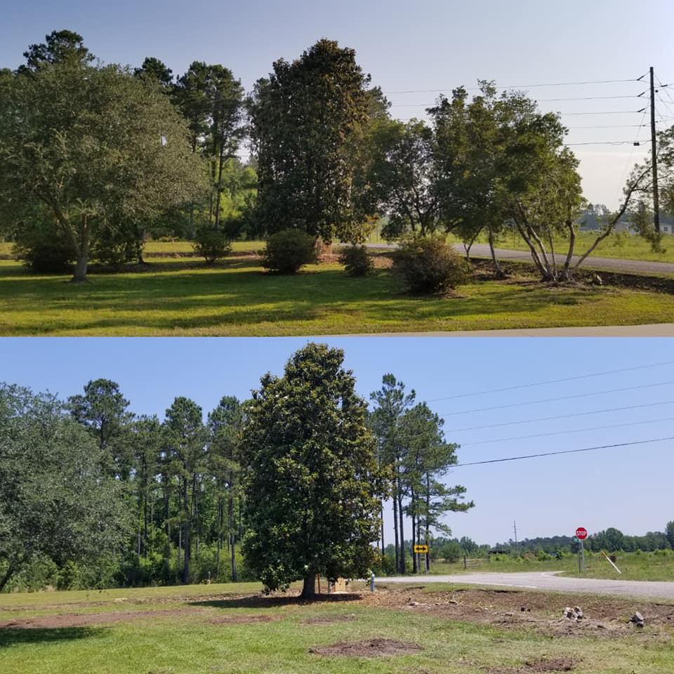 Longs, Removed trees and bushes