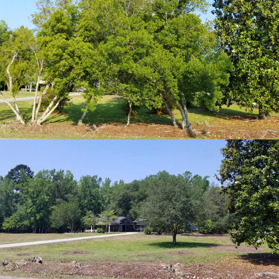 Longs, Removed trees and bushes