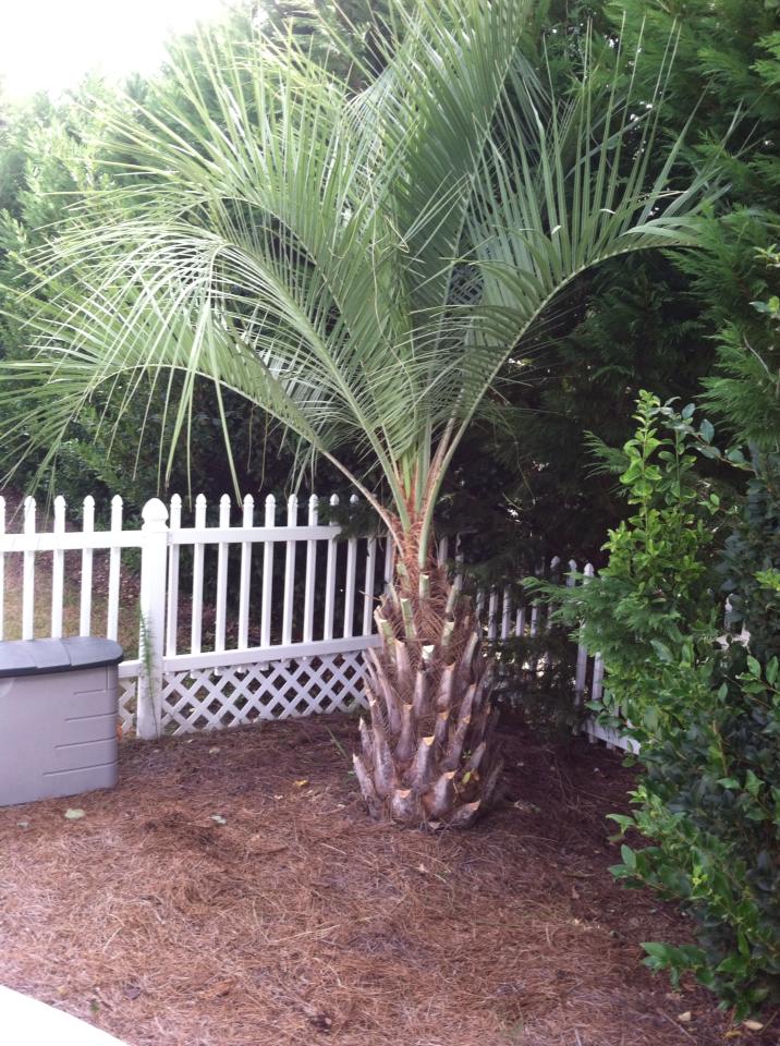 Trim palm trees in Carolina Forest