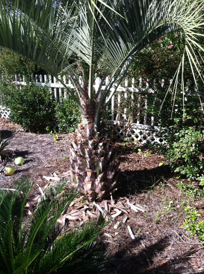 Trim palm trees in Carolina Forest