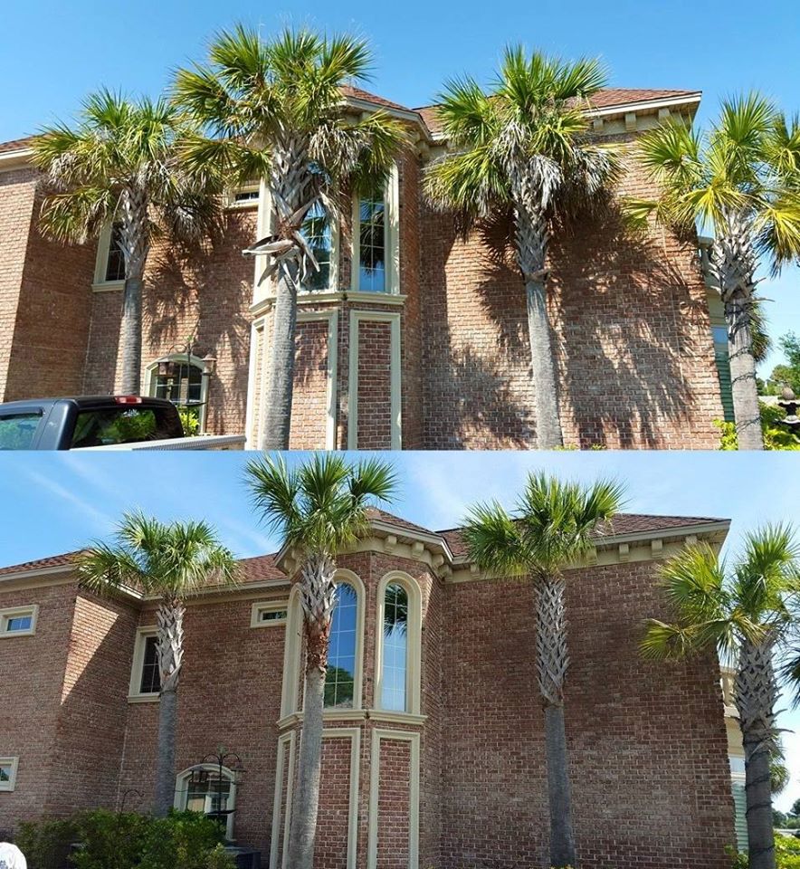 Trimmed palm trees in Plantation Lakes neighborhood Myrtle Beach,SC 29579