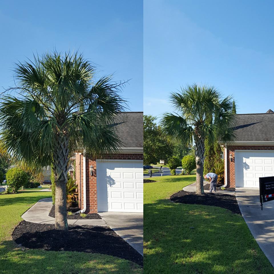 Trimmed palm trees in Cherry Grove,SC 29582