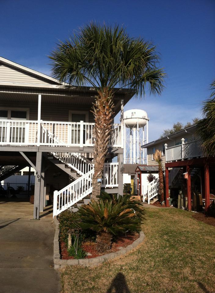 Trimmed palm trees in Cherry Grove,SC 29582