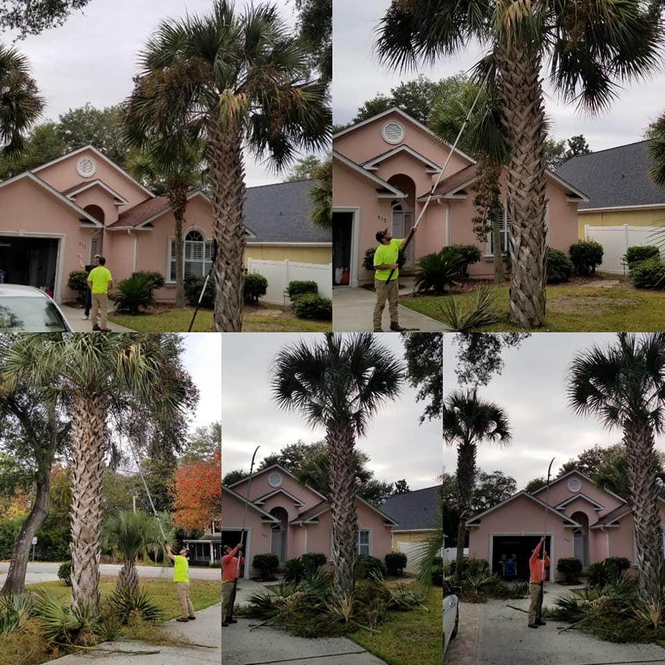 Trimmed palm trees in North Myrtle Beach,SC 29582