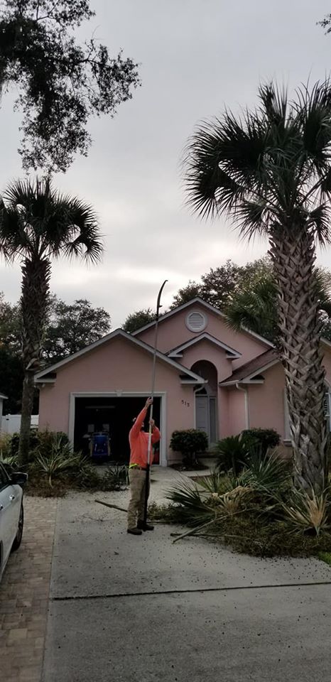 Trimmed palm trees in North Myrtle Beach,SC 29582