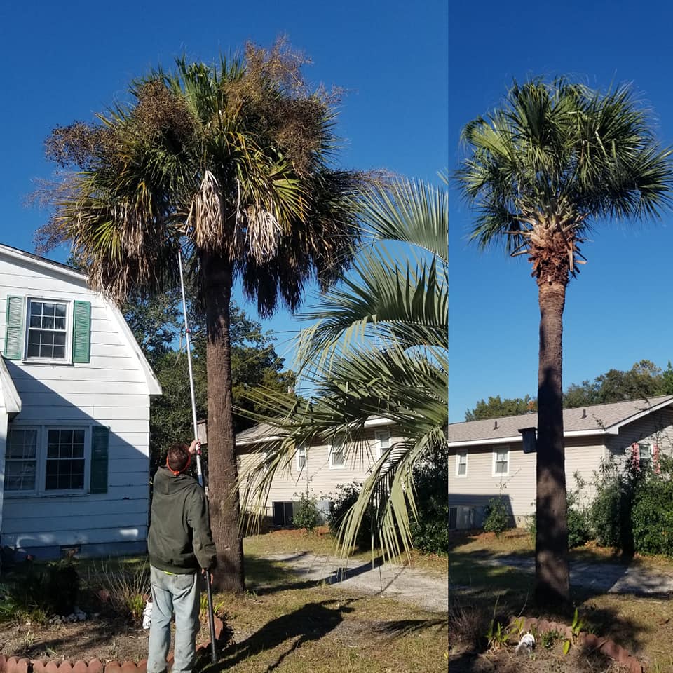 Trimmed limbs off house and 1 large palm tree North Myrtle Beach,SC 29582