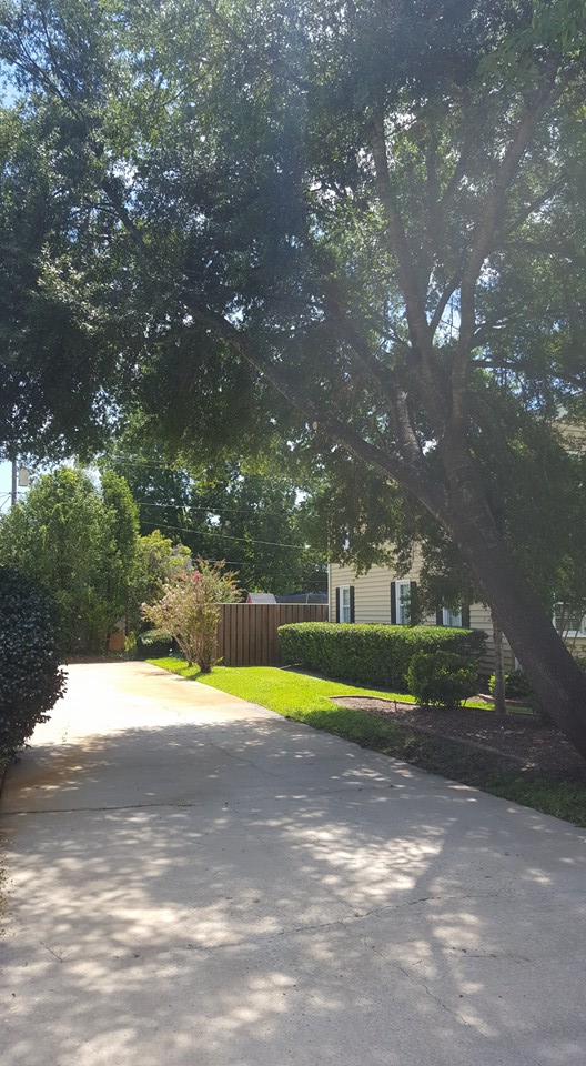 Trim trees over driveway in Myrtle Beach