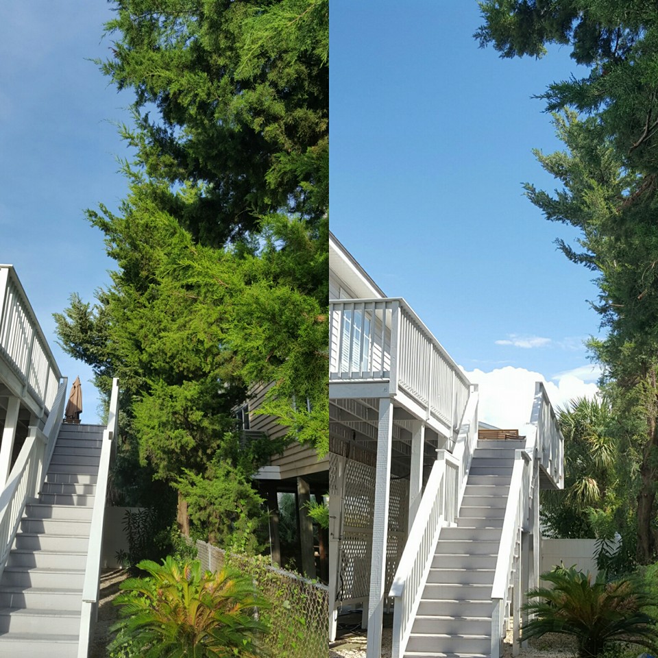 trimmed trees and shrubs and removed some in Cherry Grove,SC 29582